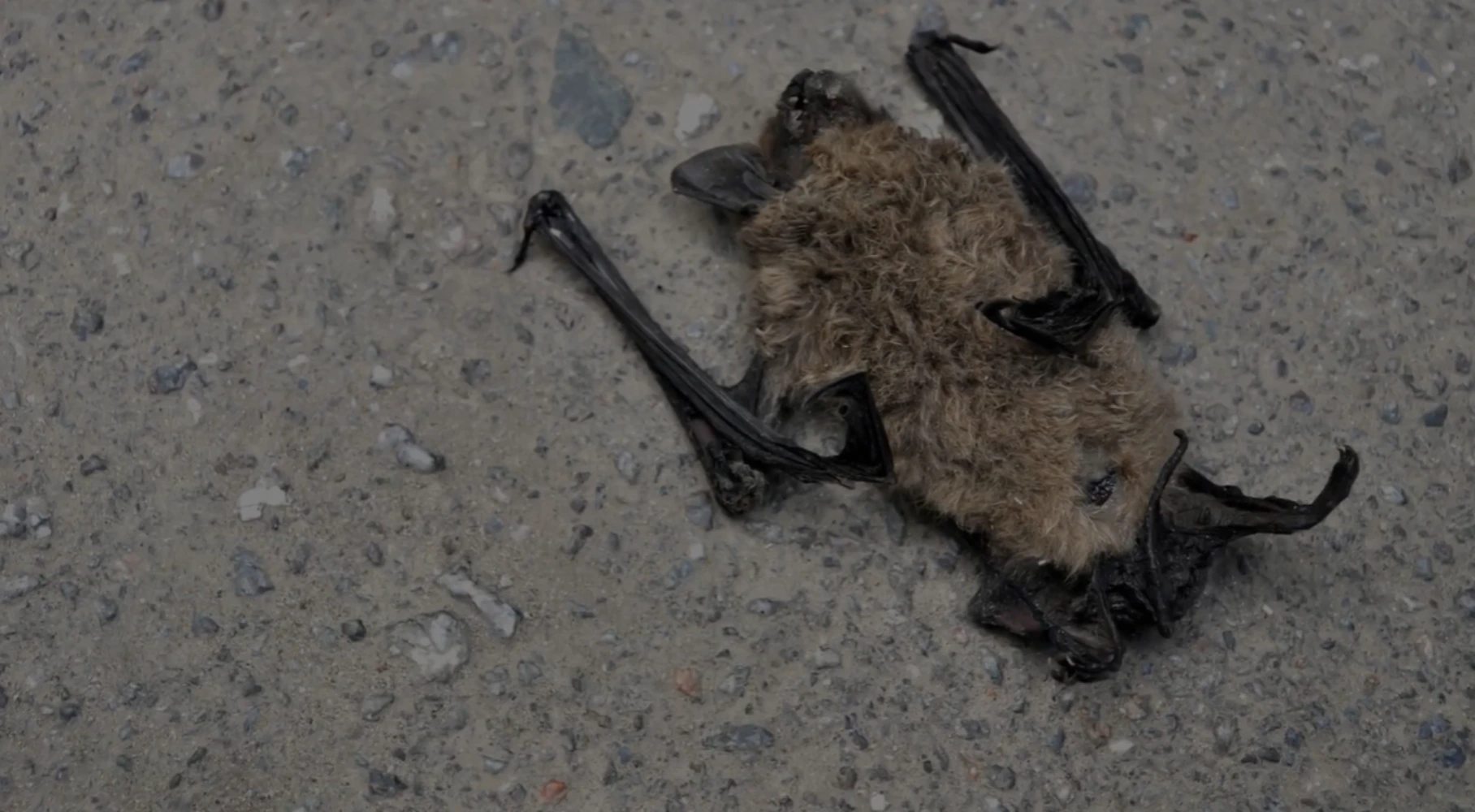 Dead bat removal and safe disposal service in Troy Michigan residential home
